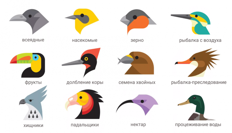 Клювы птиц по типу питания
