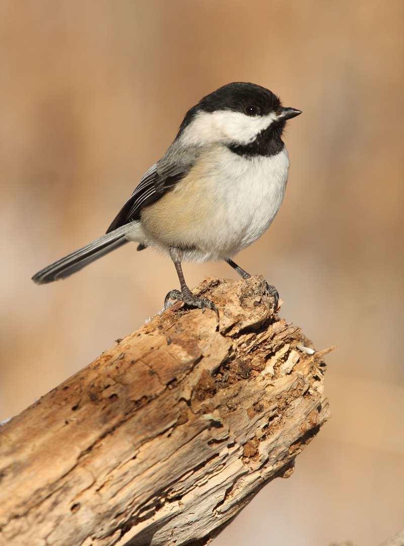 Chickadee птичка