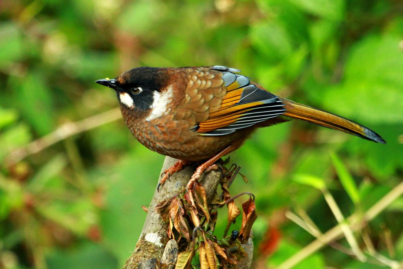 Rufous Sibia птица