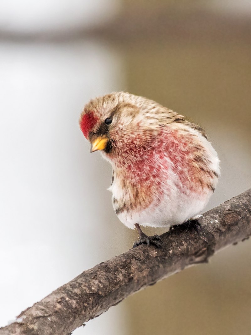 Чечётка (обыкновенная чечётка) (Acanthis flammea (Carduelis flammea))