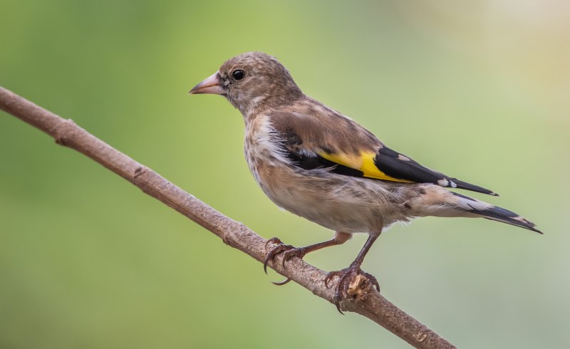 Vanellus Chilensis