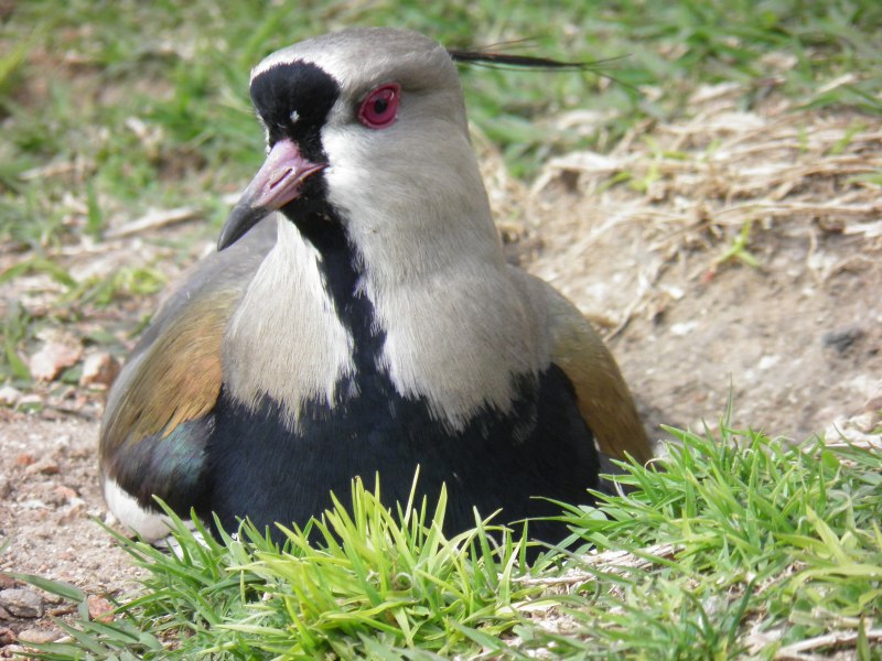 Meleagris gallopavo