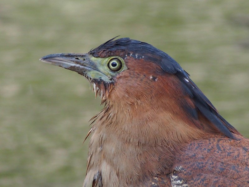 Icterus jamacaii