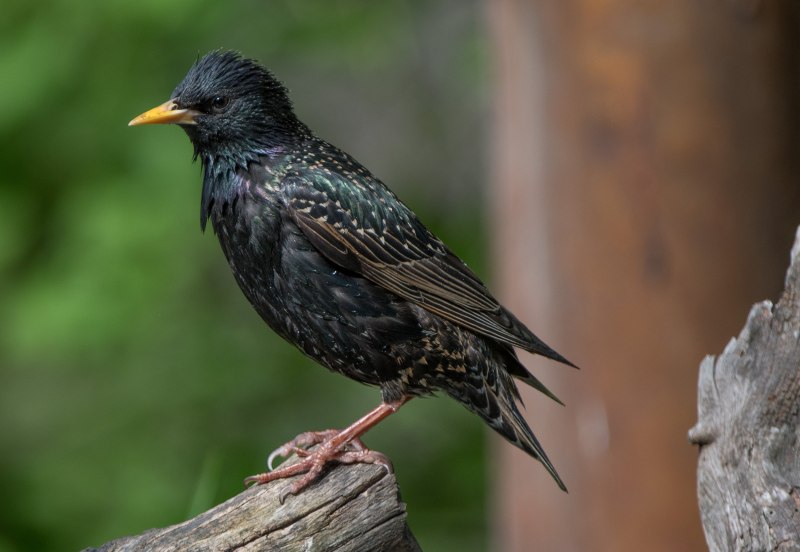 Sturnus vulgaris