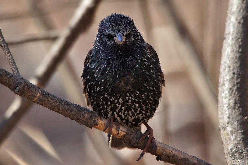 Common Starling Sturnus vulgaris