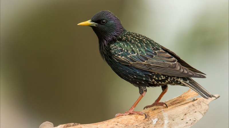 Sturnus vulgaris