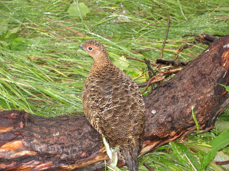 Tetrao Tetrix