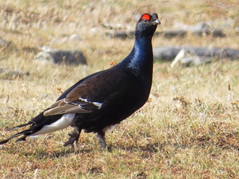 Tetrao Tetrix