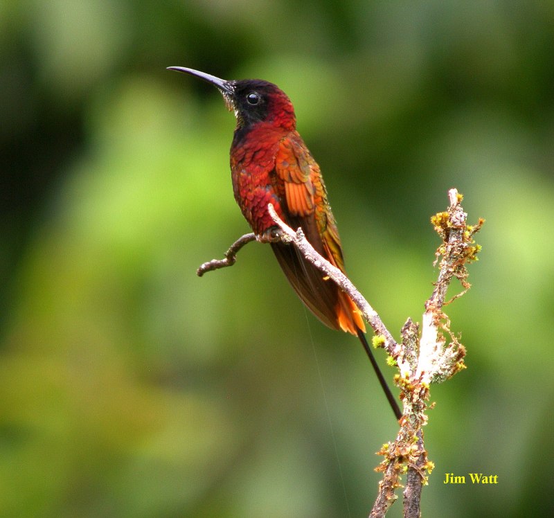 Колибри trochilidae