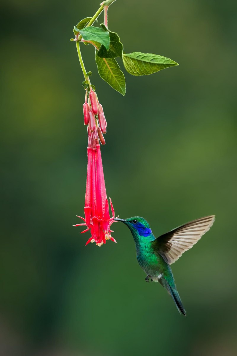 Колибри trochilidae