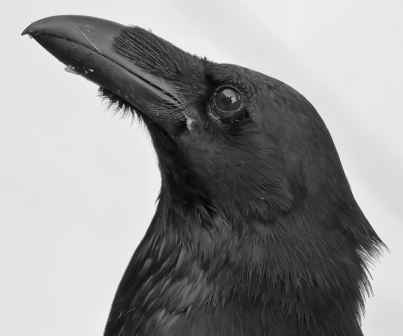 Crow or Raven
