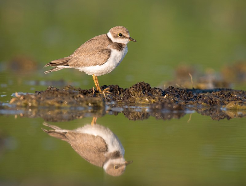 Малый зуек (Charadrius dubius Scopoli)