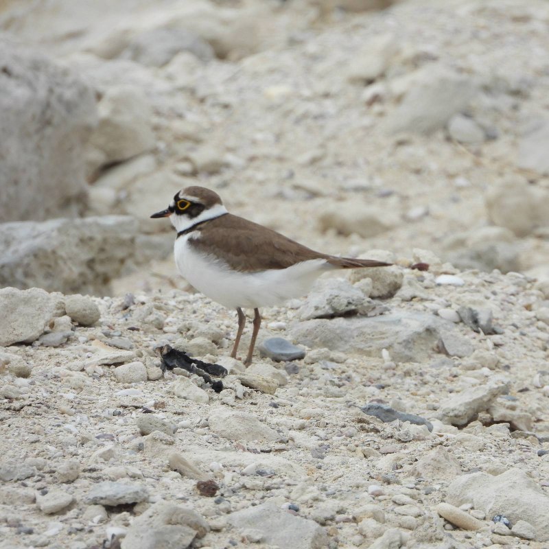 Charadrius dubius