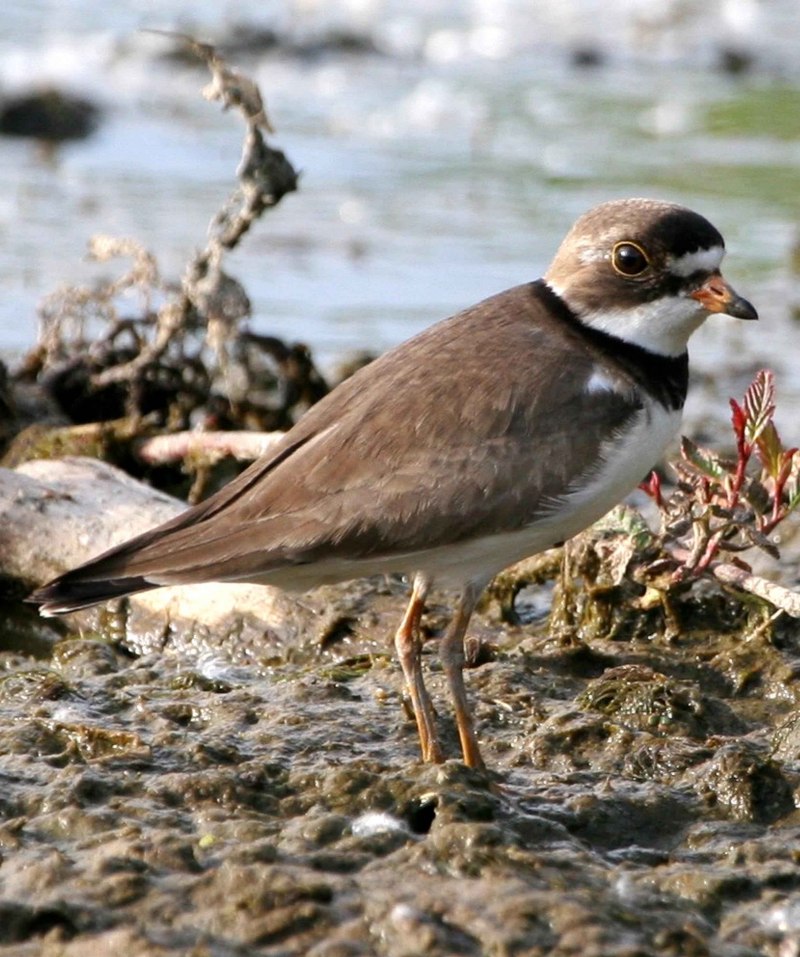 Little Ringed Plover