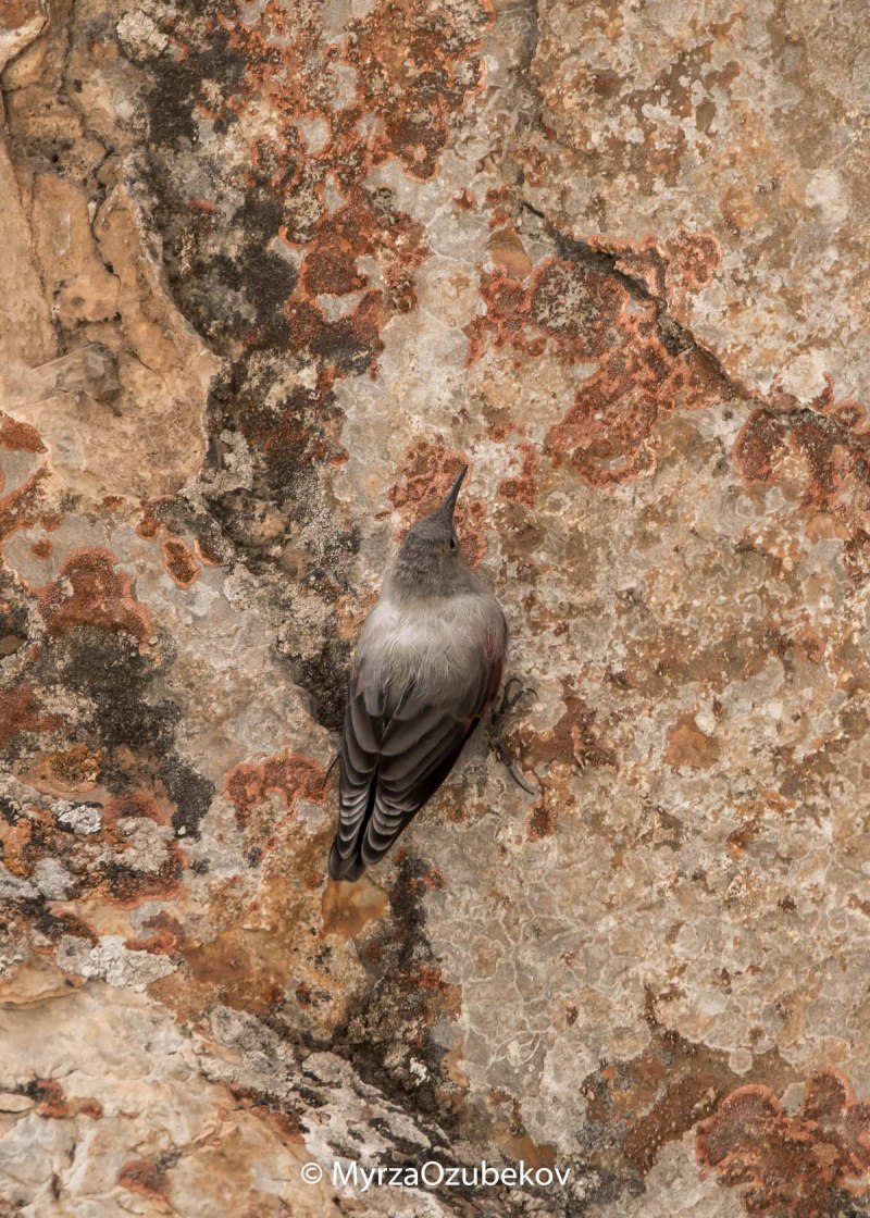 Wallcreeper Bird
