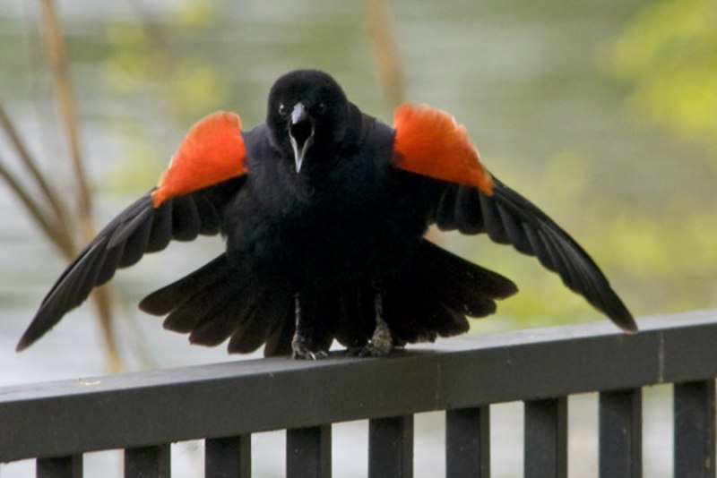 Philesturnus carunculatus