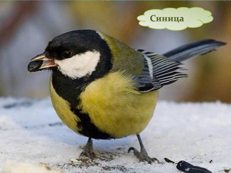 Синичка для детей