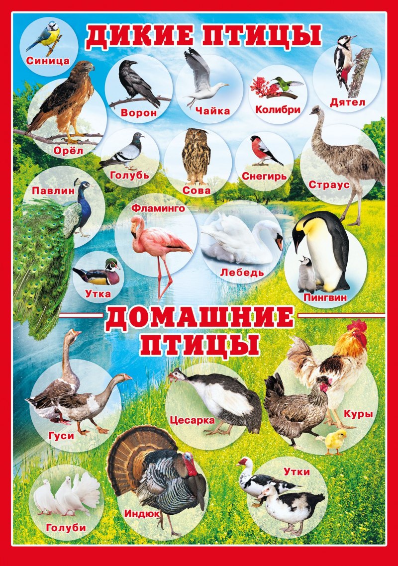Плакат птицы для детского сада