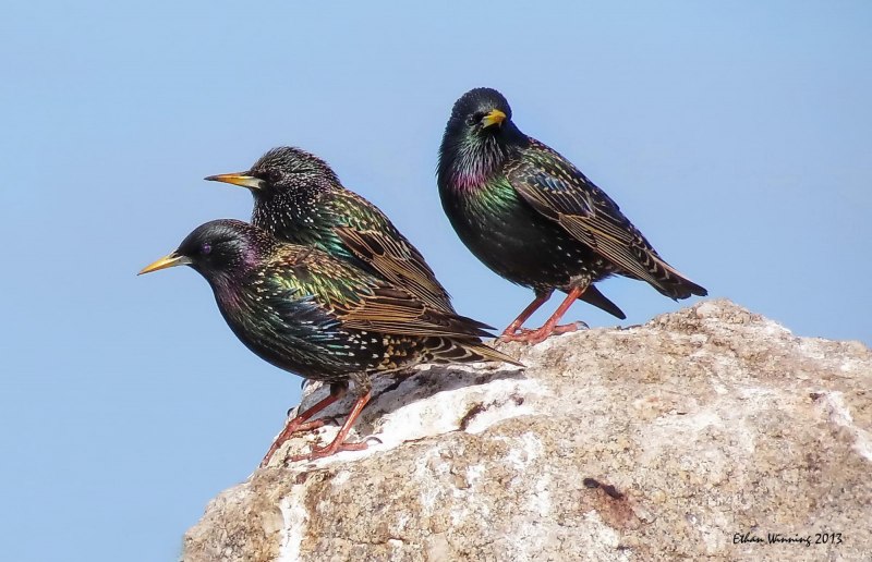 Starling Bird
