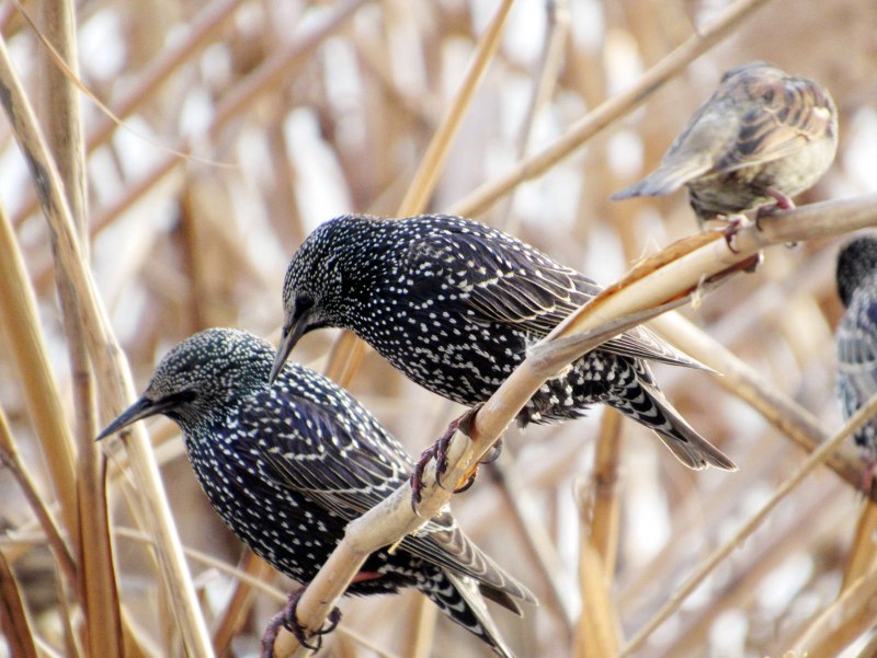 Скворец обыкновенный ‒ Sturnus vulgaris (l., 1758)