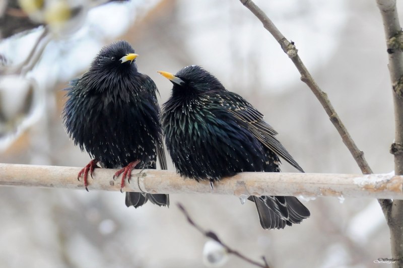 Балтийский скворец фото