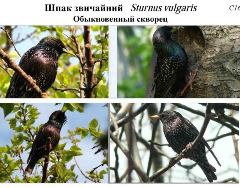 Graurul- (Sturnus vulgaris