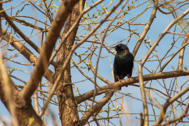 Камбоджийский скворец (Sturnus burmannicus)