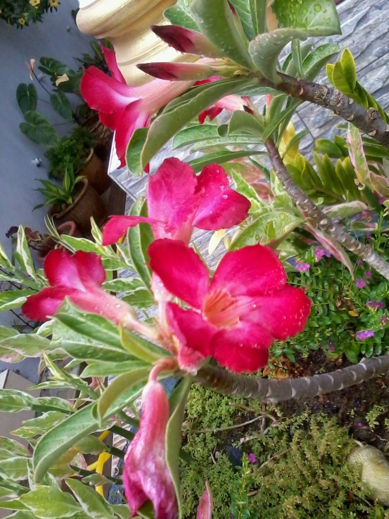 Adenium Obesum variegated super Yellow Leaf
