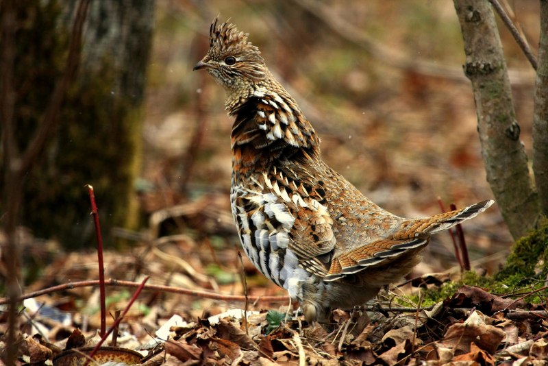 Рябчик Tetrastes bonasia