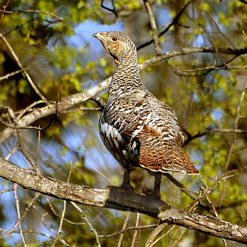 Глухарь (Tetrao urogallus)