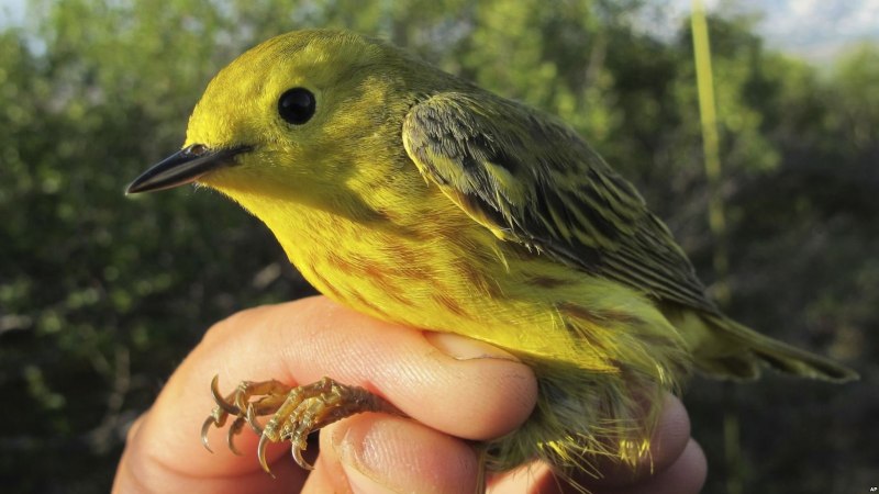 Yellow Warbler птица