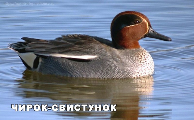 Маленькая Дикая уточка чирок свистунок