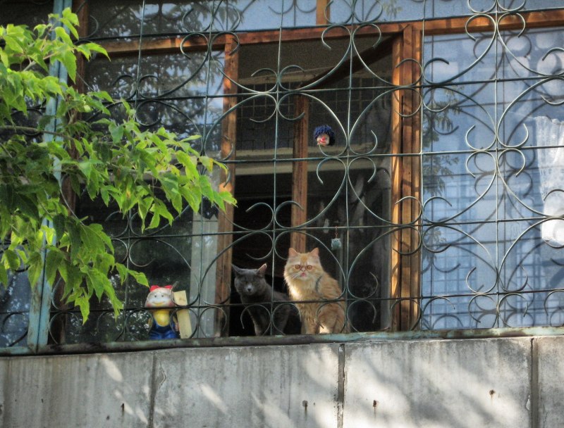 Остекление балконов кошка