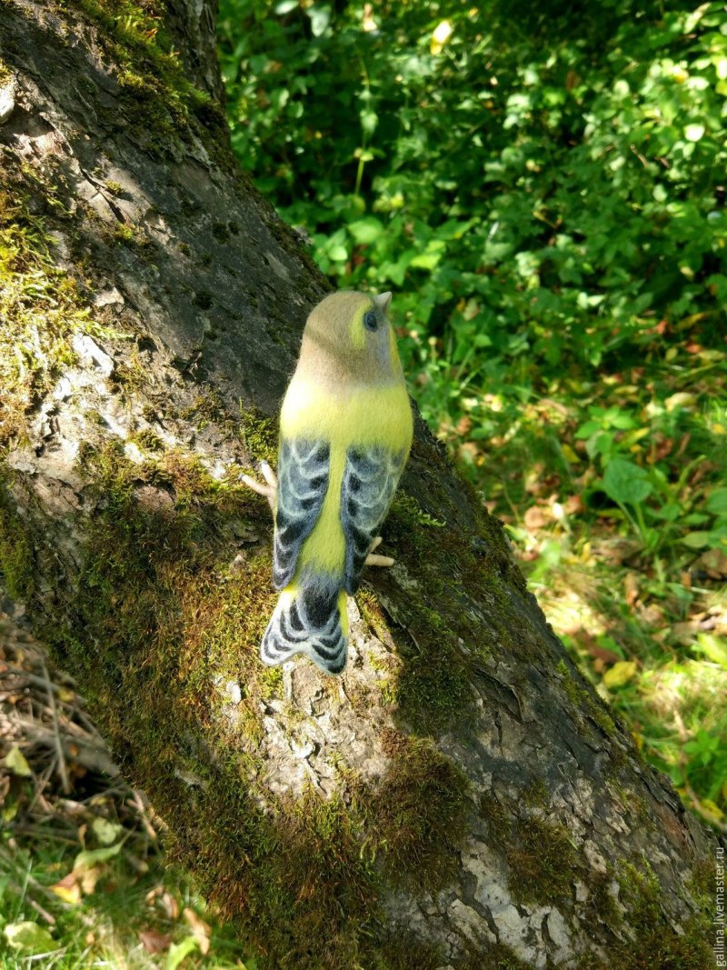 Зеленушка Chloris Carduelis chick Nest