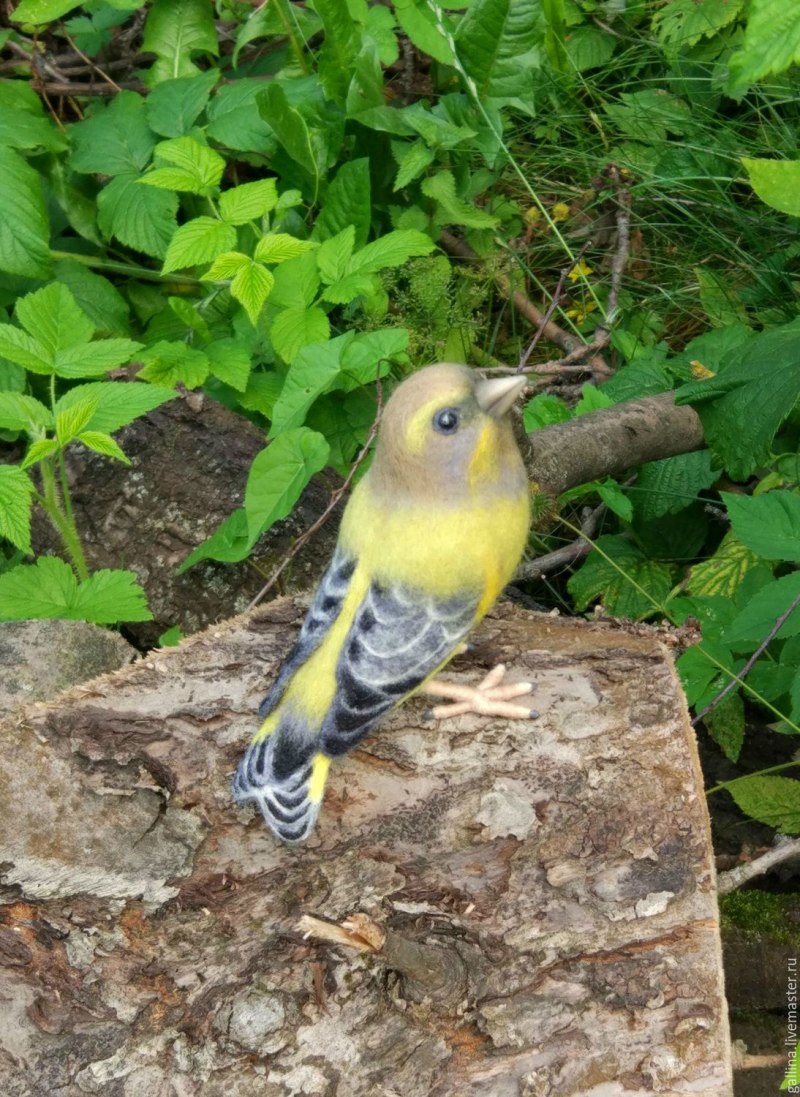 Семейство: Вьюрковые (Fringillidae)