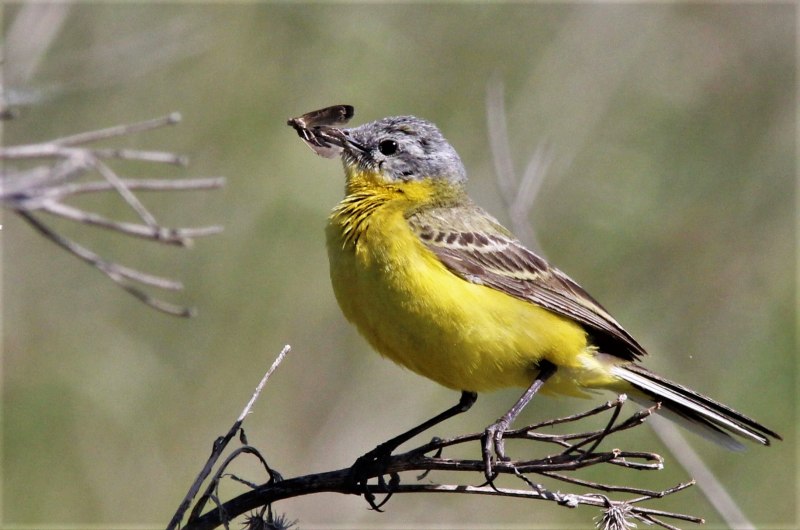 Жёлтая трясогузка (Motacilla Flava). Птицы Сибири