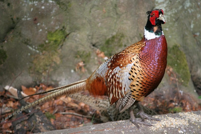 The common Pheasant (Phasianus colchicus)