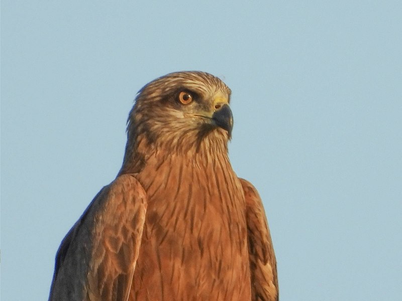 Красный Коршун Milvus Milvus