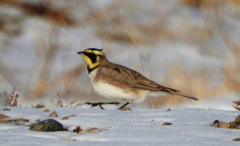 Eremophila alpestris