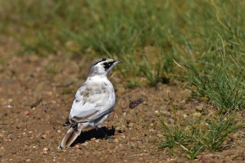 Самкой рогатого жаворонка (Eremophila alpestris)