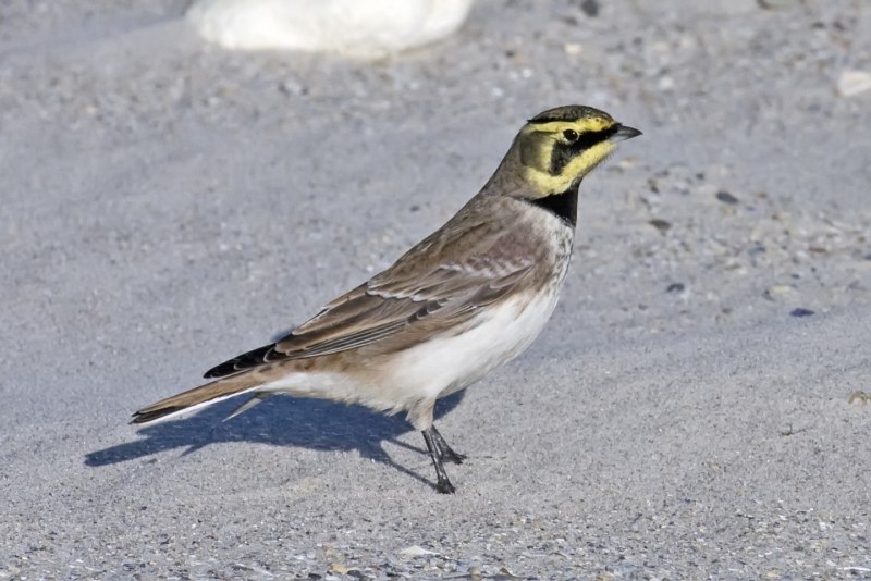 Eremophila alpestris