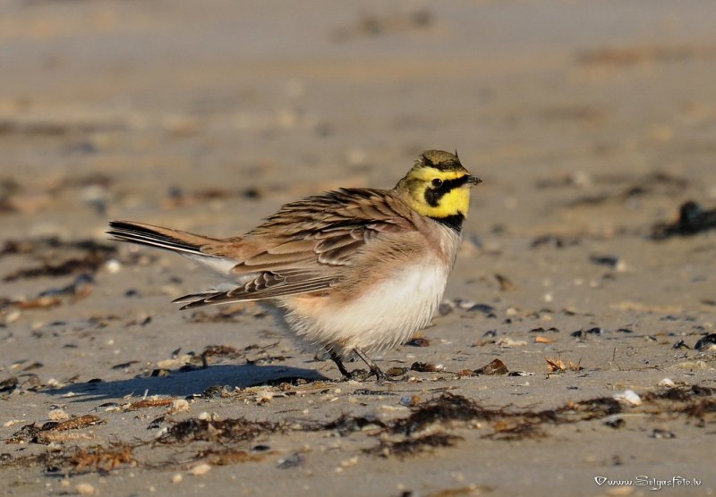 Рогатый Жаворонок (Eremophila alpestris)