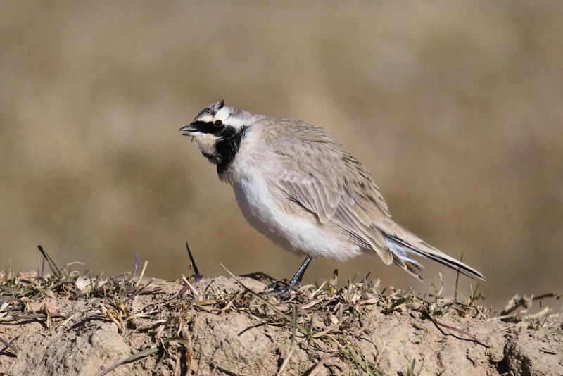 Белогорлый рогатый Жаворонок Eremophila alpestris brandti Dresser, 1874