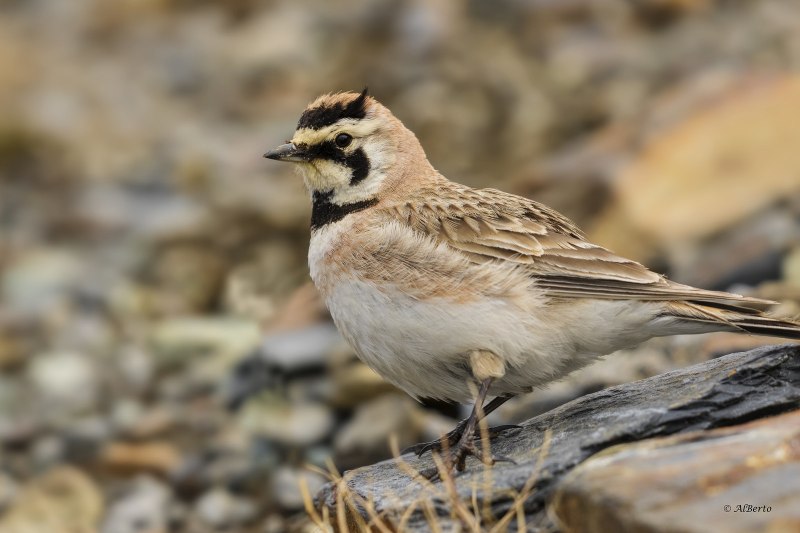 Рогатый Жаворонок (Eremophila alpestris)