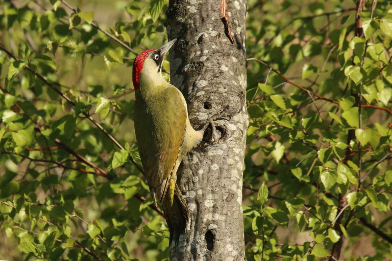 Чечётка (обыкновенная чечётка) (Acanthis flammea (Carduelis flammea))