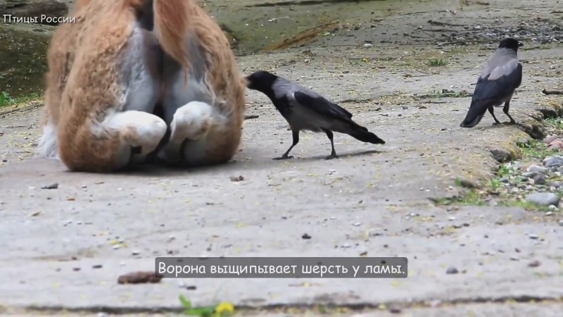 Птица ворон черная в г.Новосибирске