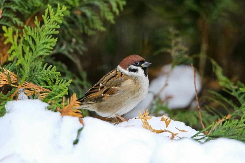 Rhynchodemus terrestris