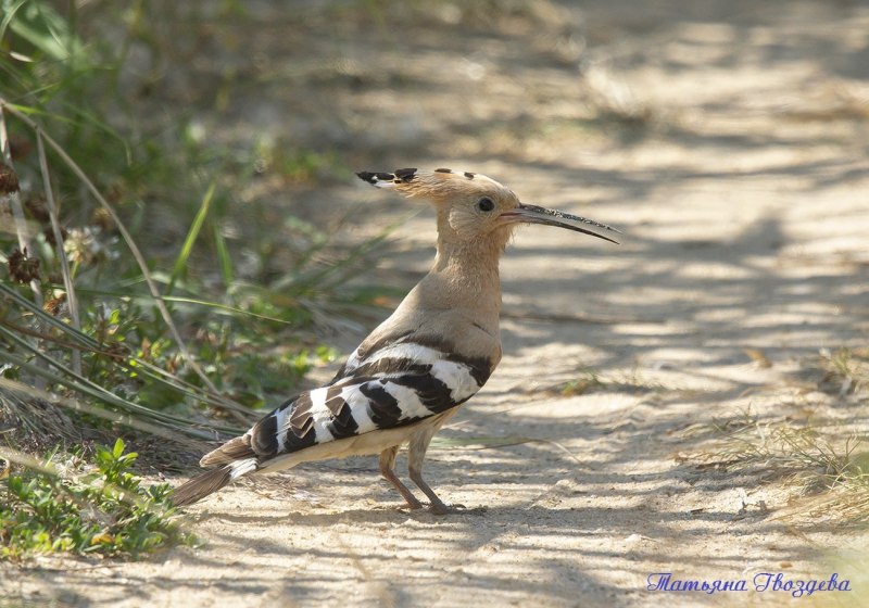 Abubilla