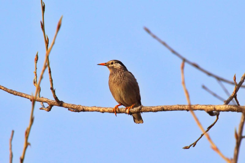 Серый скворец Sturnus cineraceus