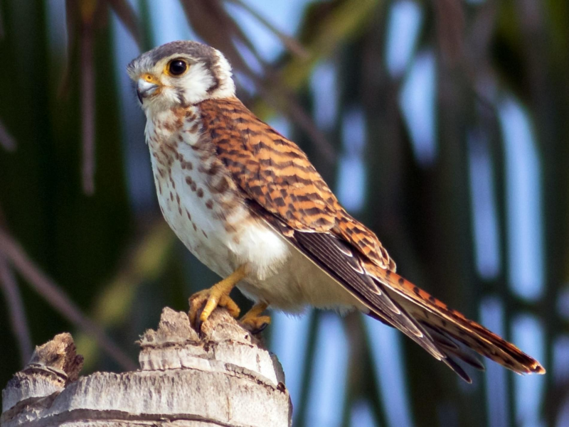 Falco sparverius